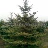 picea (6)